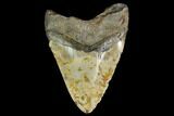 Fossil Megalodon Tooth - + Foot Prehistoric Shark #145408-2